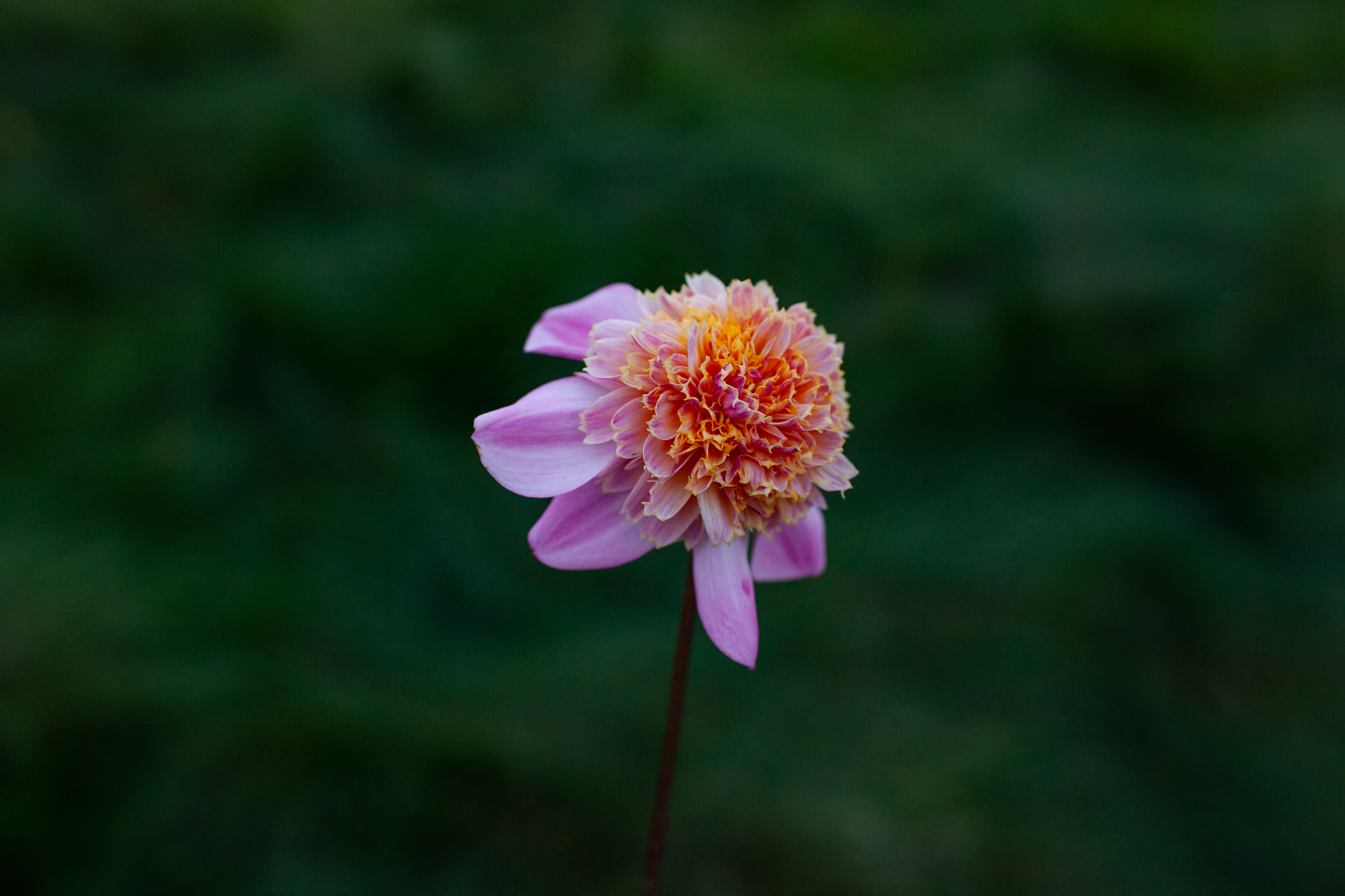 Bloomquist Ginnie dahlia